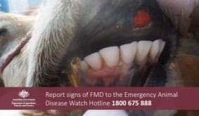 Indonesia has not given up on FMD control – DAFF
