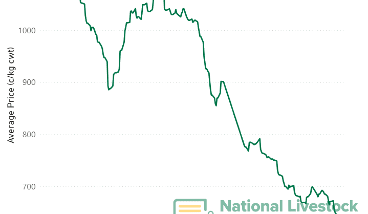 Saleyards see significant price drops as EYCI slides to 616c