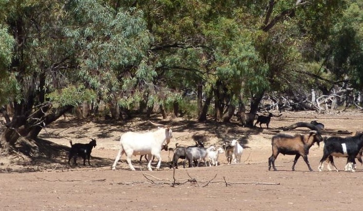 Federal Govt announces a series of measures to control feral goats