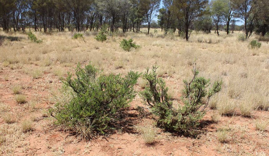 Almost 70 cattle die at NT research station with suspected cyanide poisoning