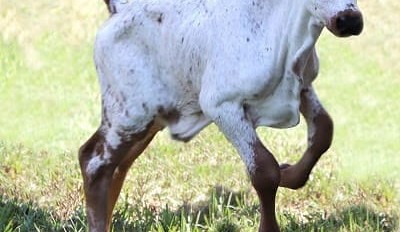 US scientists develop gene-edited calf resistant to pestivirus