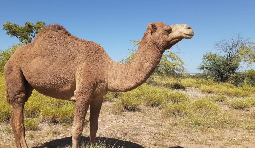 Camels can integrate well with cattle and help control weeds, study