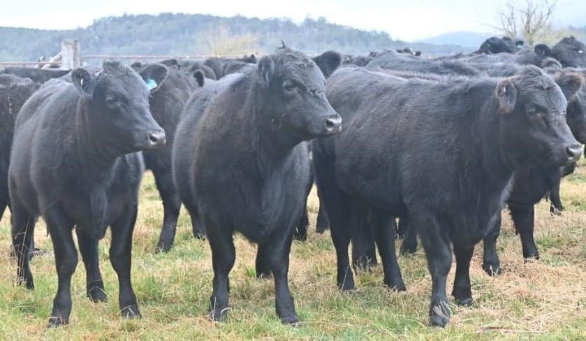 Listings back another 15pc on AuctionsPlus, but lighter steers continue to fall in value
