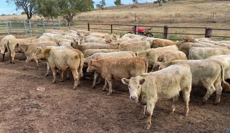 Lighter steers and heifers show some gains in 9874 head AuctionsPlus offering