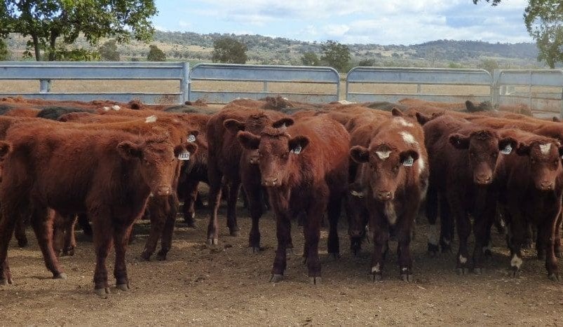 Young steers and heifers show some recovery in online trading