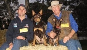 Kelpies sell to $25,000 at Casterton working dog auction