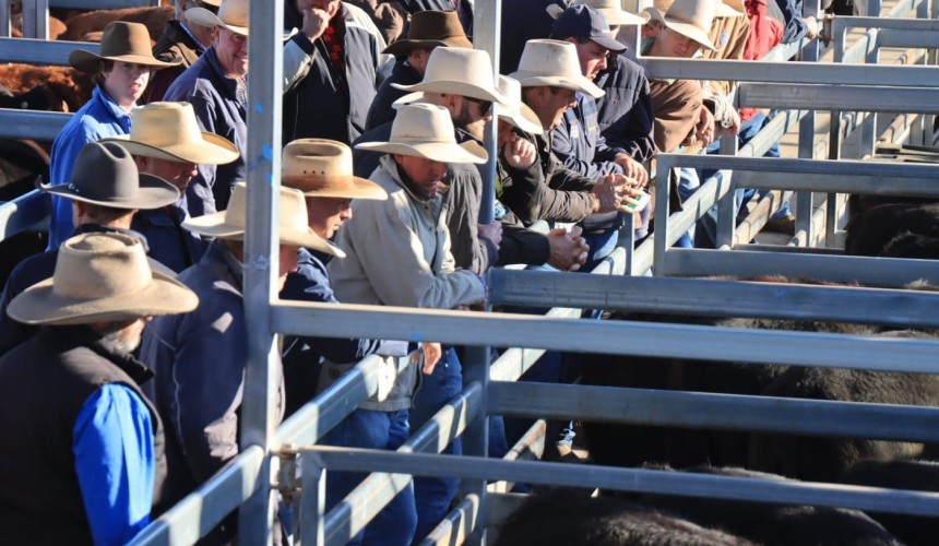 Dalby sale 28 Aug 2024: Feeder classes firm to dearer