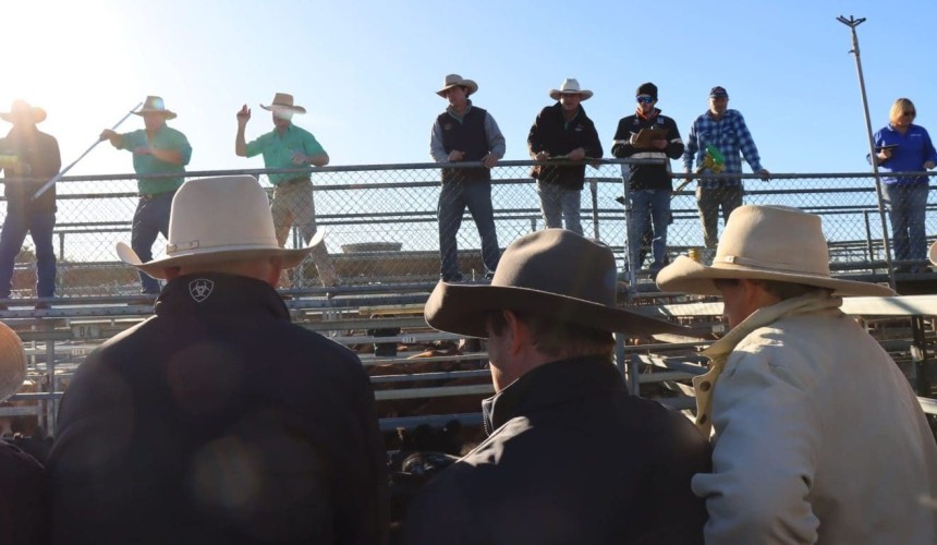 MLA weekly market wrap: Restocker demand returns