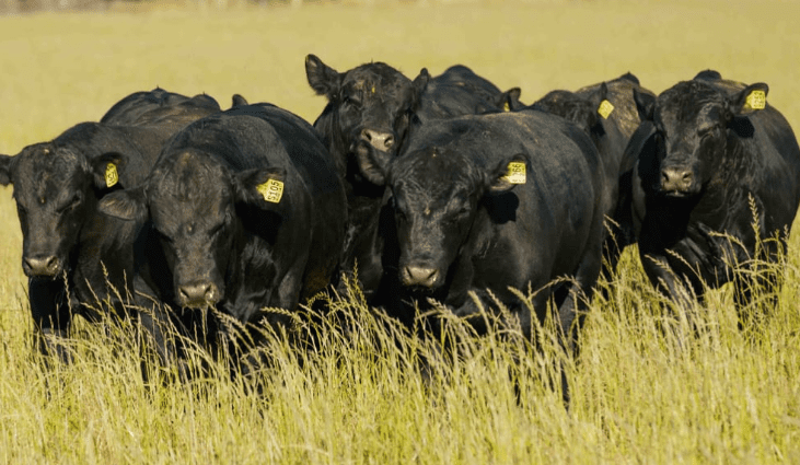Land portfolio of 43,000ha across two states hopes for $400m