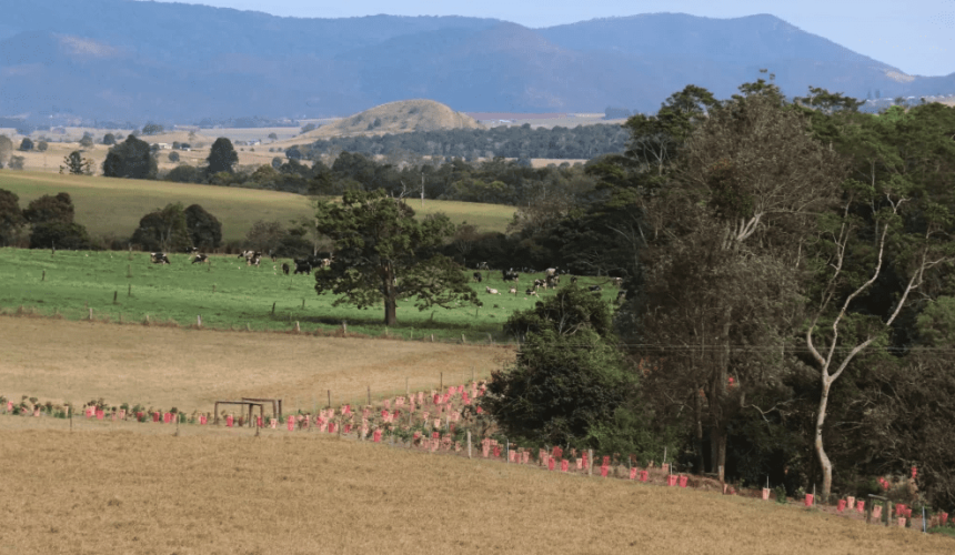 What is the nature repair market and what does it mean for cattle producers?