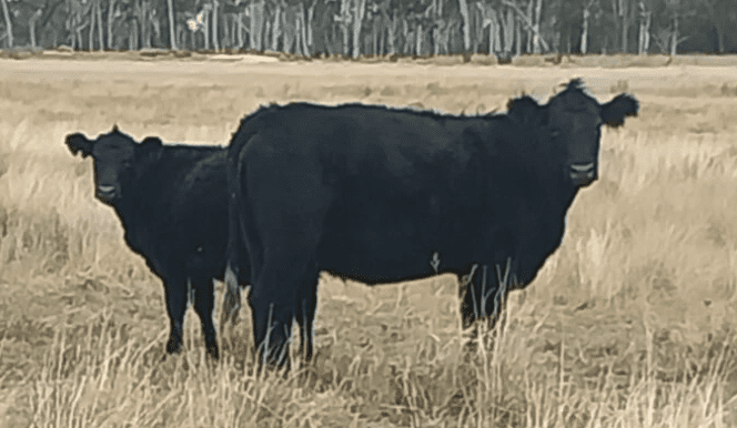 Police searching for dozens of Angus breeders stolen in Qld