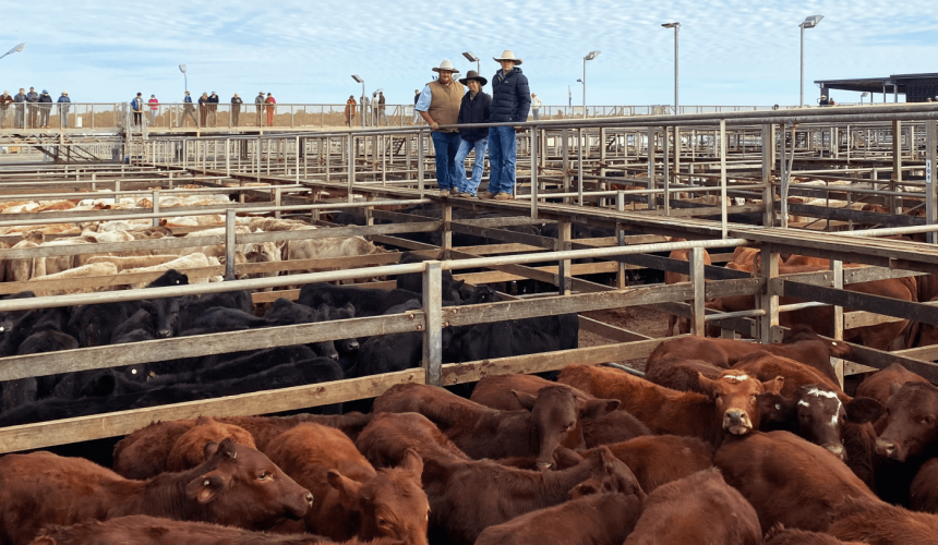 Roma sale 20 June 2023:  Dry conditions lift numbers to 7594