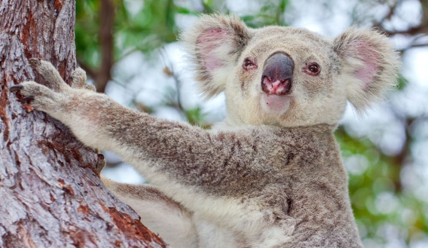 Why some of the largest and healthiest koala populations are found in cattle grazing areas