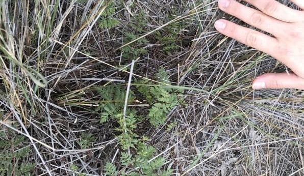NSW landholders asked to be vigilant with rock fern causing toxicity in cattle
