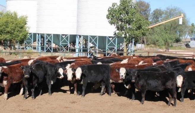 Young cattle prices slip in larger 8245 head AuctionsPlus offering