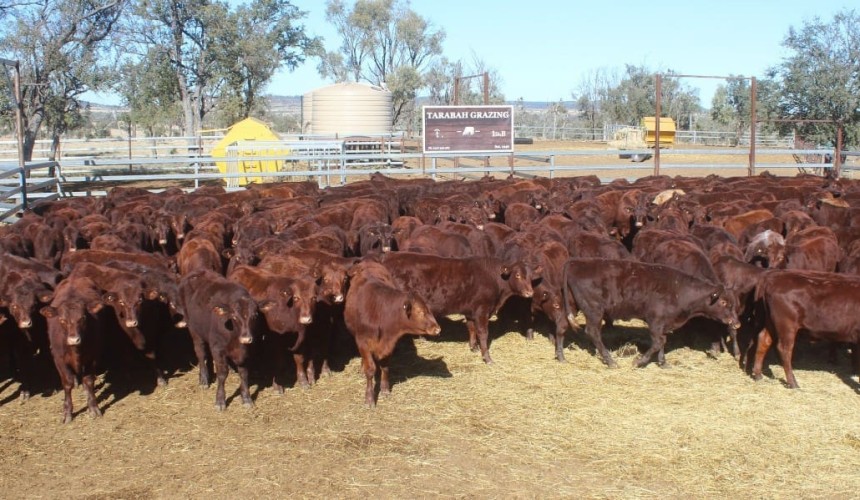Steer markets trend down, while most heifers lift in 8422 head online offering