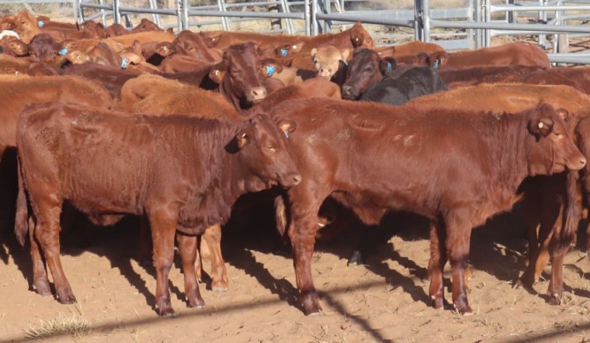 Are there compensatory gain opportunities ahead in young cattle for lotfeeders?