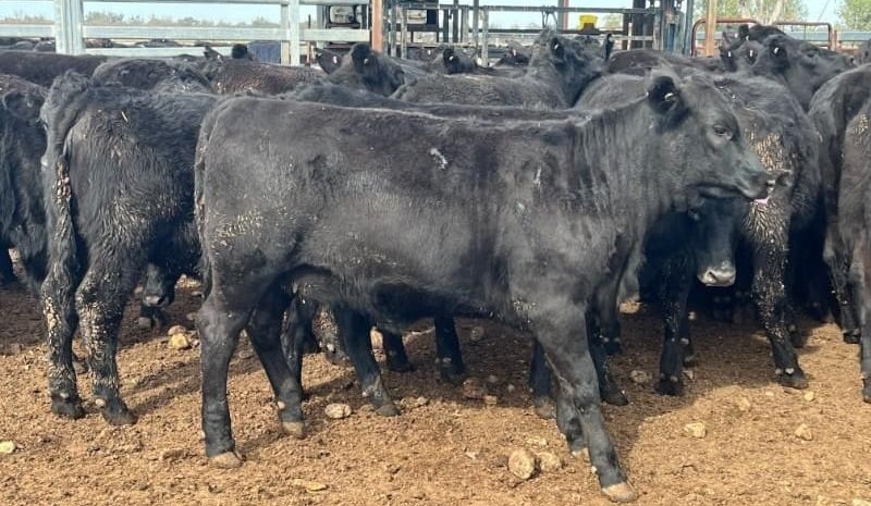 Selective buying evident in 8505 head AuctionsPlus catalogue