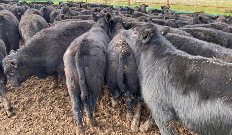 Young cattle prices rally in smaller 7085 head AuctionsPlus offering