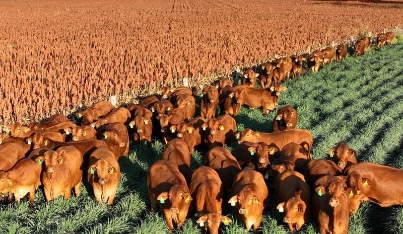 Lift in confidence, herd size evident in industry’s trail-blazing Beef Producer Intentions Survey