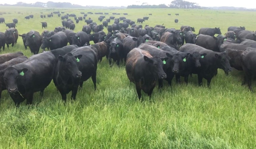 Regional cattle price roundup: Higher prices bring more cows to market
