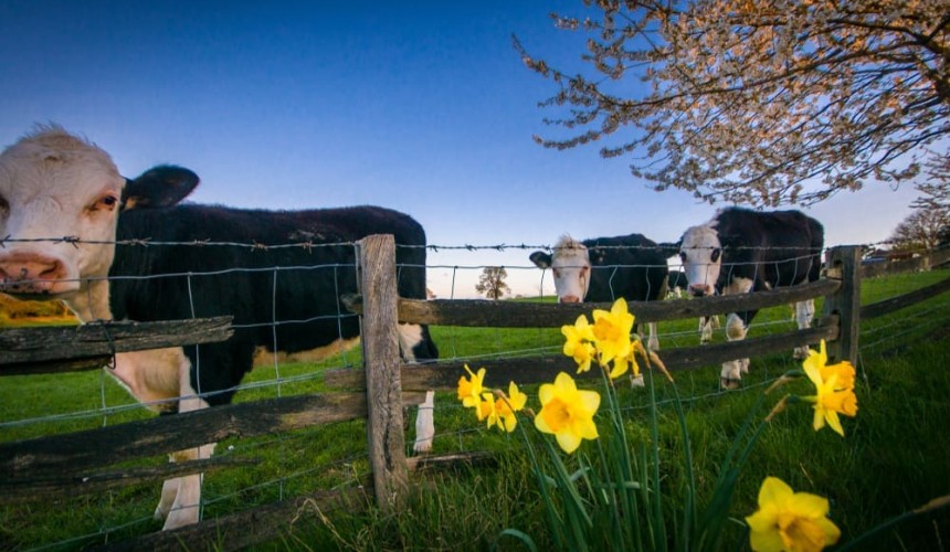 Methane reduction: First seaweed, now daffodils