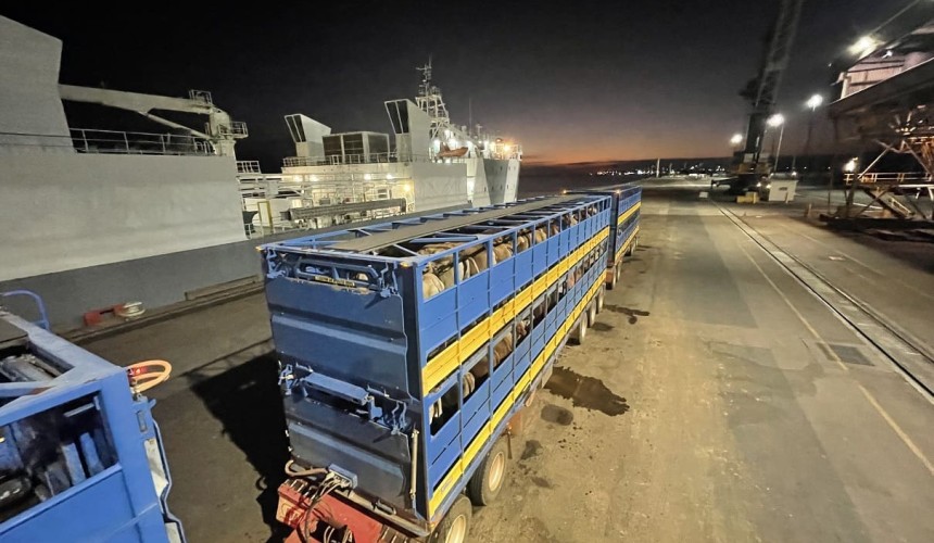Ramadan price controls slow cattle exports, but April uplift expected