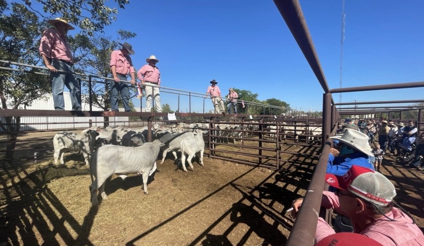 Live exporters bid up at first Katherine Show Sale in 12 years