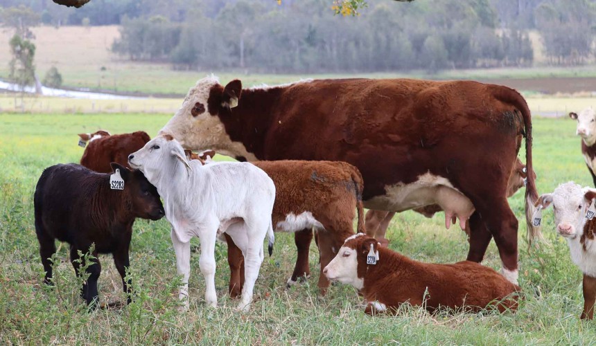 Selecting for immune-competent cattle could deliver economic advantage for beef industry