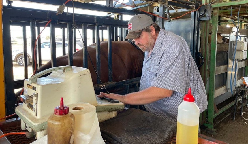 Overlay project hopes to uncover new cow body composition traits