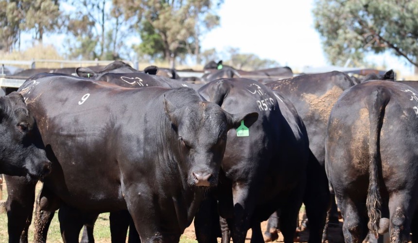 Direct carcase data adds to performance evaluation, as Raff Angus notches up 58 years