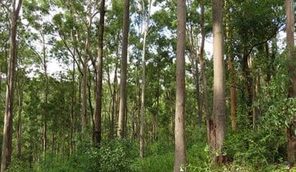 Native forestry can help achieve global environment goals