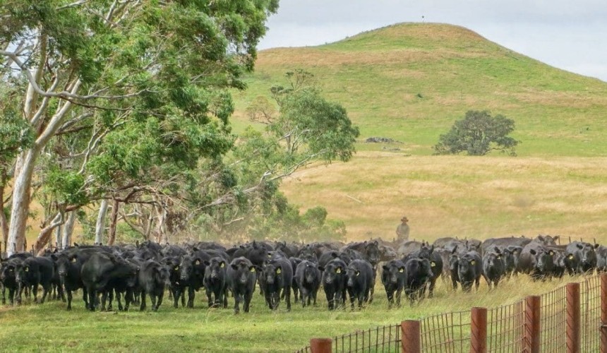 Australia’s strong livestock sustainability story shared on the global stage