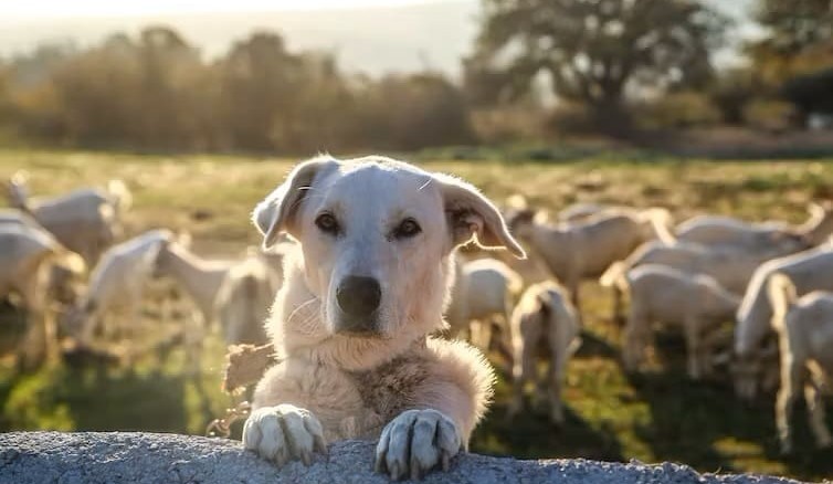 The ancient practice of livestock guardian dogs is highly successful on Australian farms today