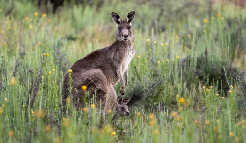 Here’s why you won’t find kangaroos outside of Australia