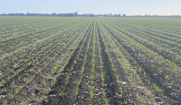 Feedgrain Focus: South sinks, north lifts