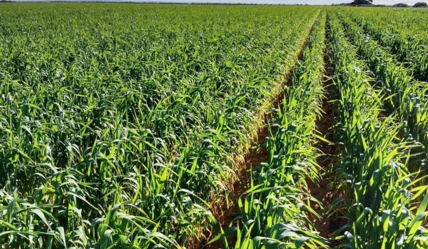 Feedgrain Focus: Prices firm amid limited selling, dry week