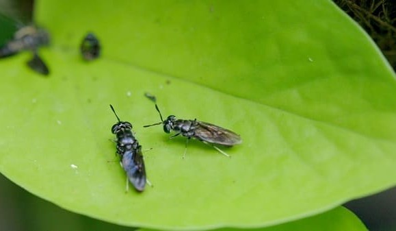 Are insects a serious alternative feed source for cattle?