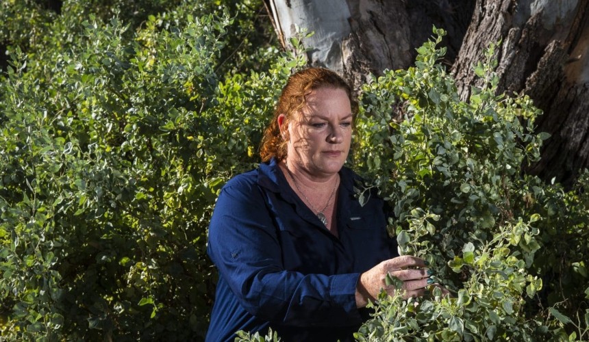CSIRO pushes for more producers to consider its Anameka Saltbush