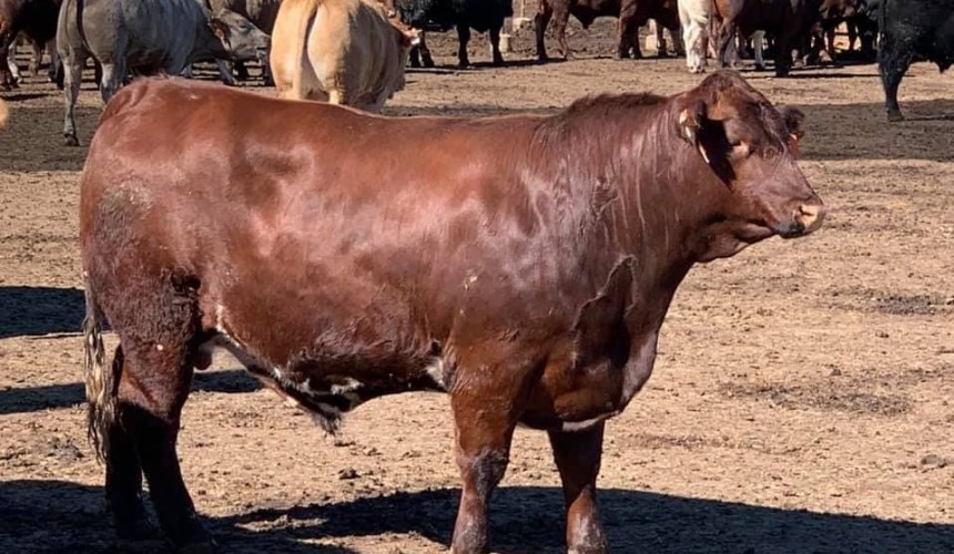 HGP versus non-HGP: How did the numbers stack up from the Brisbane Ekka’s 100-day grainfed classes?