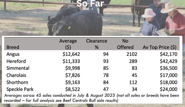 An update on the spring bull sale market, using a footy analogy   