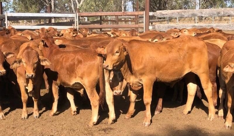 Young cattle prices trend lower in smaller 10,500 head AuctionsPlus offering