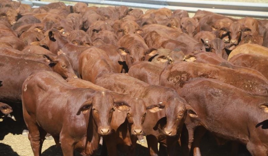 Big price slide in young cattle continues in online trading