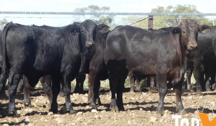 Young cattle trend downwards in larger 11,579 AuctionsPlus offering