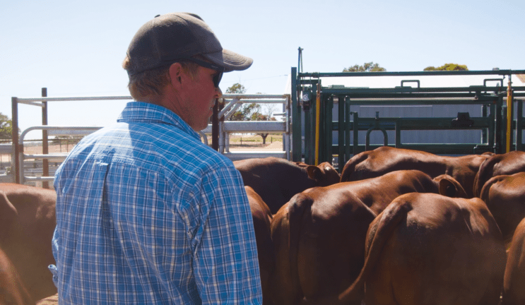 How fertile are your bulls? BullCheck will provide the answers
