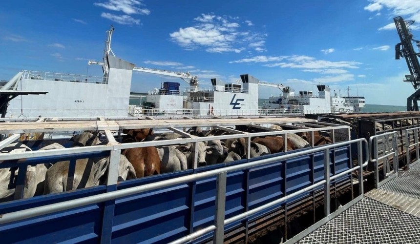 Cause of NT cattle deaths still being investigated