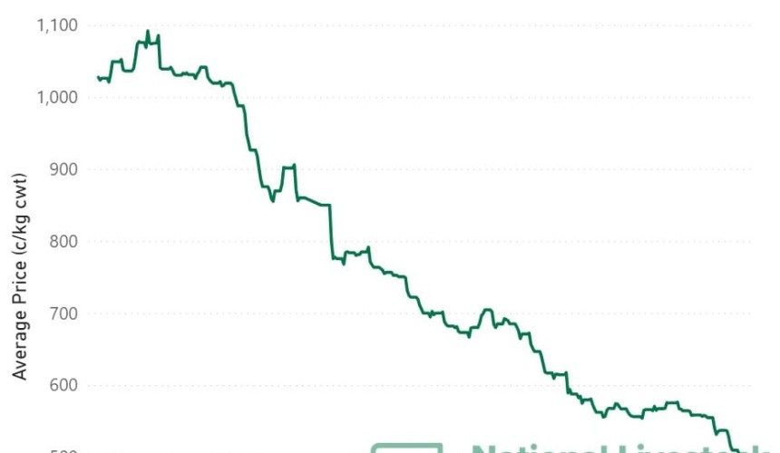 Under sustained pressure, EYCI falls below 500c/kg
