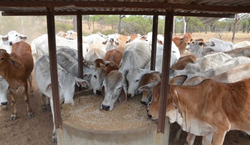 Seven strategies to minimise urea poisoning in cattle