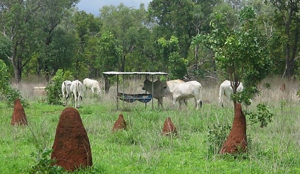 New manual for phosphorus: the cause of, and solution to, many northern cattle problems