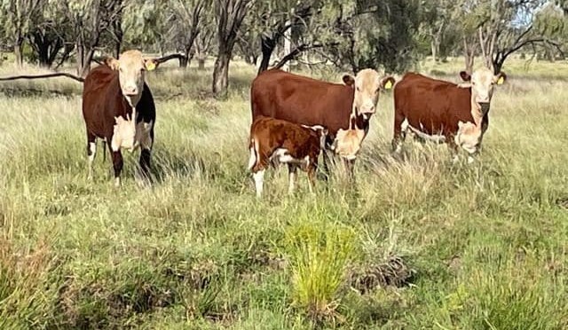 QIC confirms purchase of Roma’s Stuart’s Creek for Nature Capital Fund